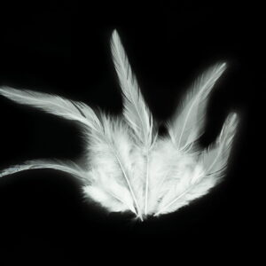 Piórka pióra ozdobne dekoracyjne lotki białe biel