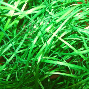 Wełna drzewna pistacja sianko wiórki wypełniacz wypełnienie do pudełek 100g