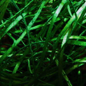 Wełna drzewna zielona sianko wiórki wypełniacz wypełnienie do pudełek 100g